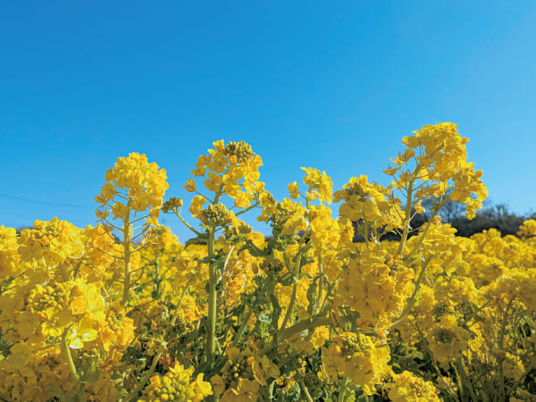 渥美の春まるかじり(2026)