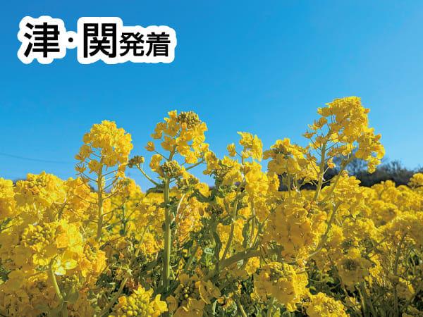 渥美の春まるかじり(2026)