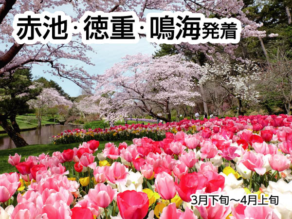 浜名湖花フェスタと苺狩り(2026)