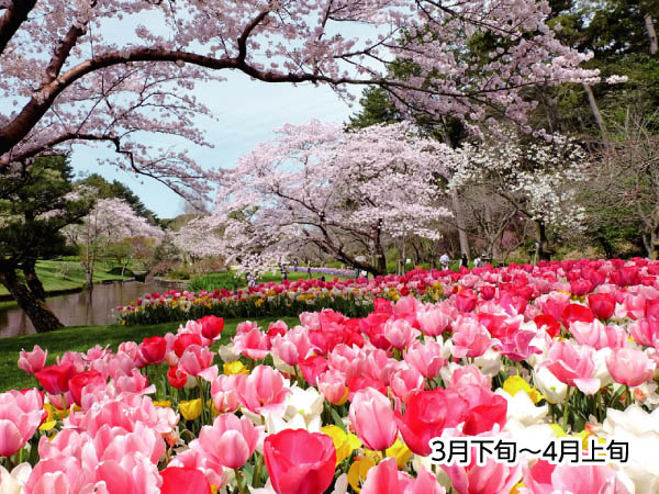 浜名湖花フェスタと苺狩り(2026)