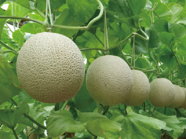 渥美マスクメロン３玉もちかえり(2026)