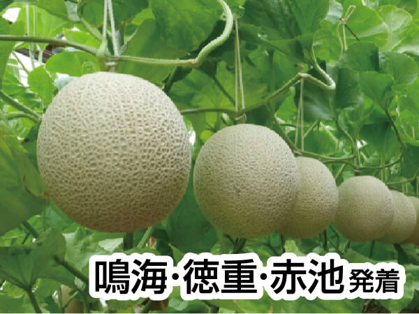 渥美マスクメロン３玉もちかえり(2026)