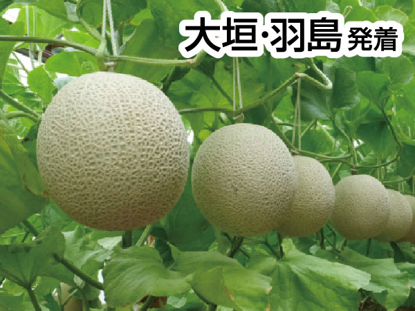 渥美マスクメロン３玉もちかえり(2026)