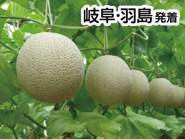 渥美マスクメロン３玉もちかえり(2026)