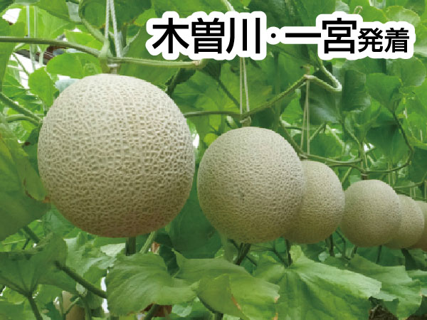 渥美マスクメロン３玉もちかえり(2026)