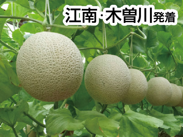 渥美マスクメロン３玉もちかえり(2026)