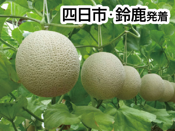 渥美マスクメロン３玉もちかえり(2026)