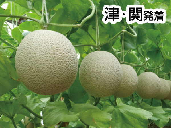 渥美マスクメロン３玉もちかえり(2026)