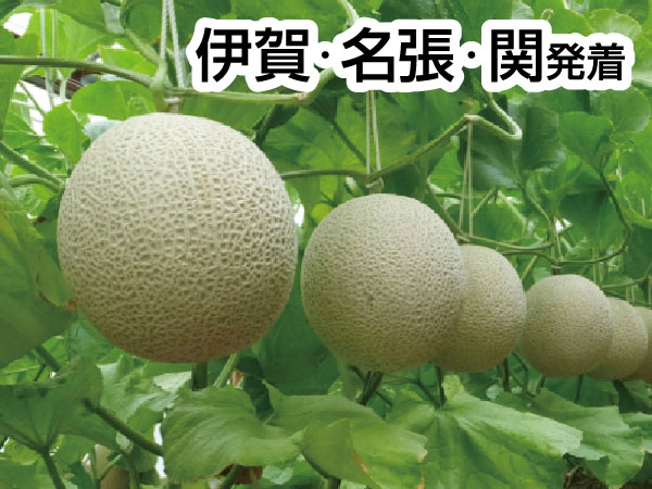 渥美マスクメロン３玉もちかえり(2026)