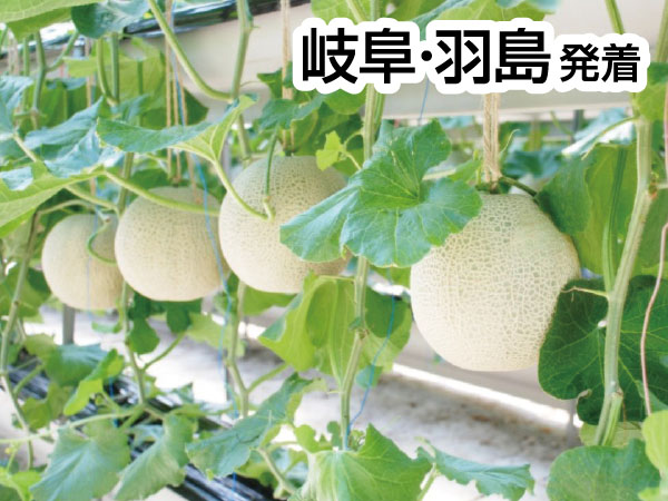 オーシャンリゾートと伊良湖メロン3玉(26)