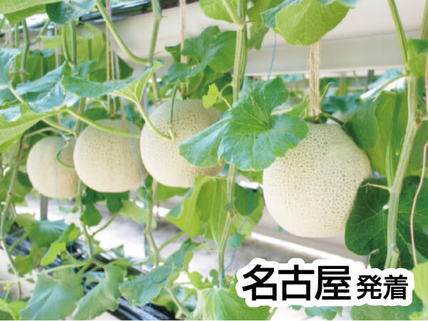 ロワジールホテルと伊良湖メロン3玉(2026)