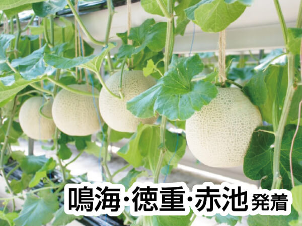 ロワジールホテルと伊良湖メロン3玉(2026)