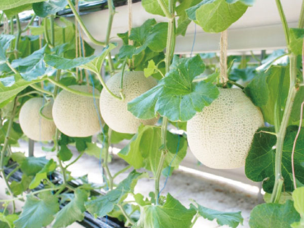 ツアーイメージ