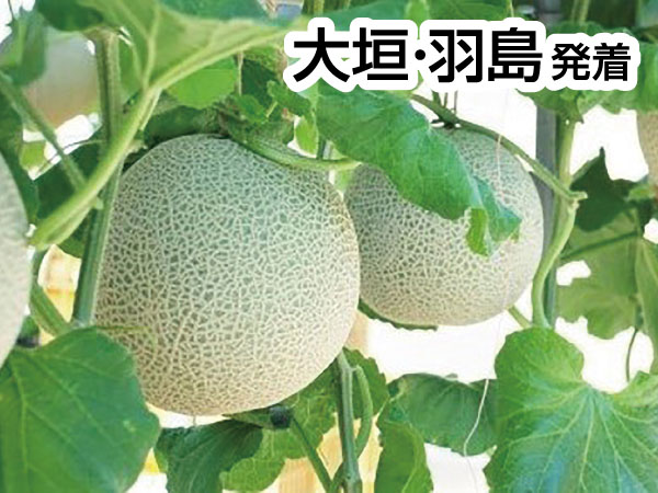 三河メロン２玉持ち帰りと豊川稲荷(2026)