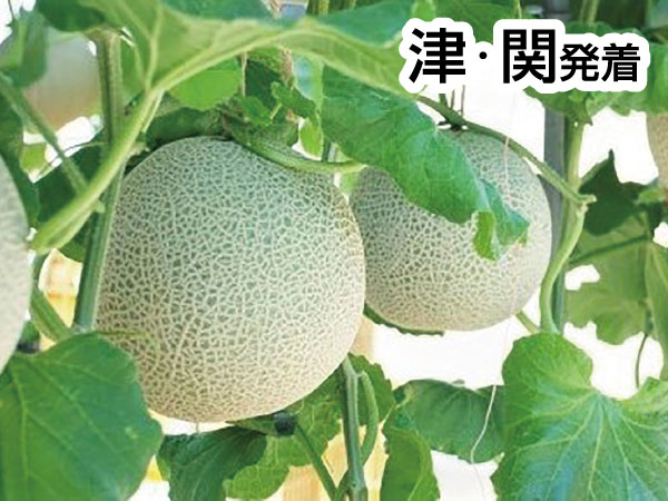 三河メロン２玉持ち帰りと豊川稲荷(2026)