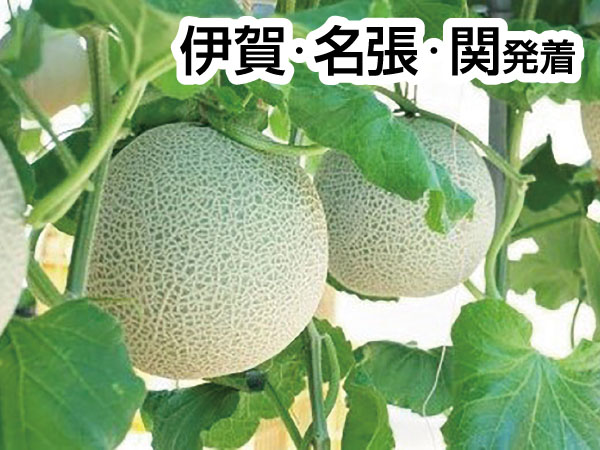 三河メロン２玉持ち帰りと豊川稲荷(2026)