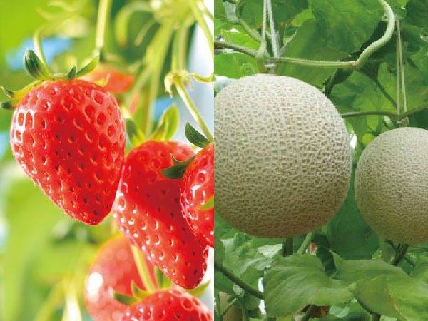 渥美半島いちご狩りとマスクメロン狩り(26)