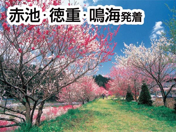 南信州・阿智村の花桃(2026)