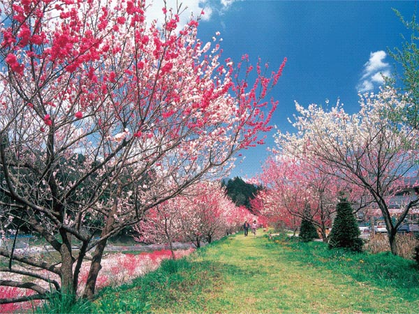 南信州・阿智村の花桃(2026)
