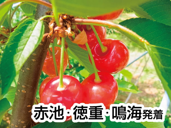 南信州さくらんぼ狩りと肉しゃぶランチ(26)