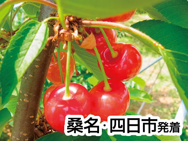 南信州さくらんぼ狩りと肉しゃぶランチ(26)