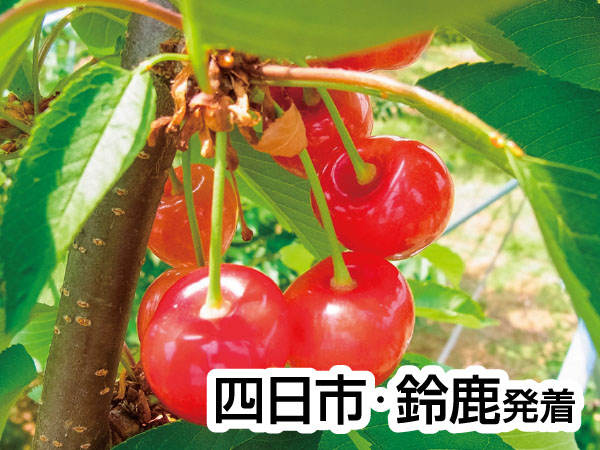 南信州さくらんぼ狩りと肉しゃぶランチ(26)