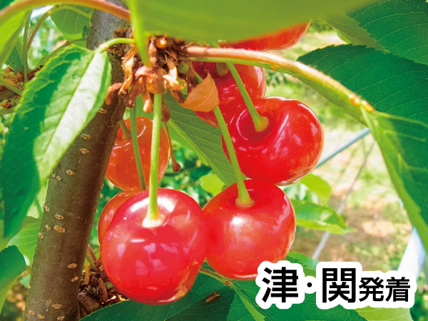 南信州さくらんぼ狩りと肉しゃぶランチ(20)