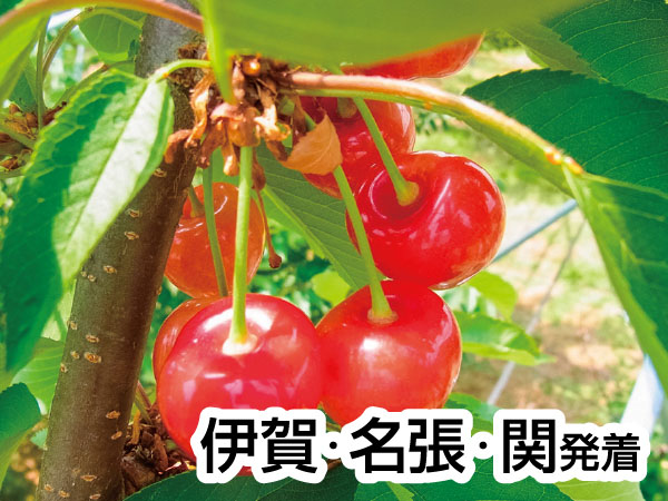 南信州さくらんぼ狩りと肉しゃぶランチ(20)