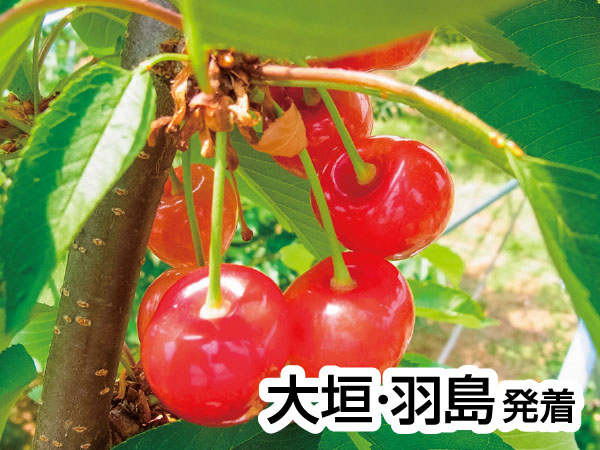 南信州さくらんぼ狩りと飯田動物園(2026)