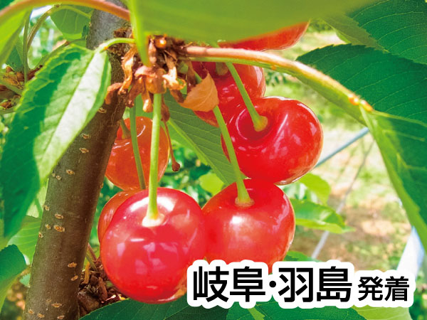 南信州さくらんぼ狩りと飯田動物園(2026)