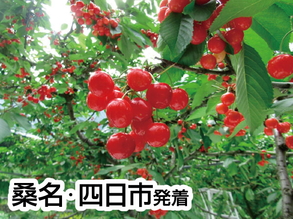 南信州さくらんぼ狩り大作戦(2026)