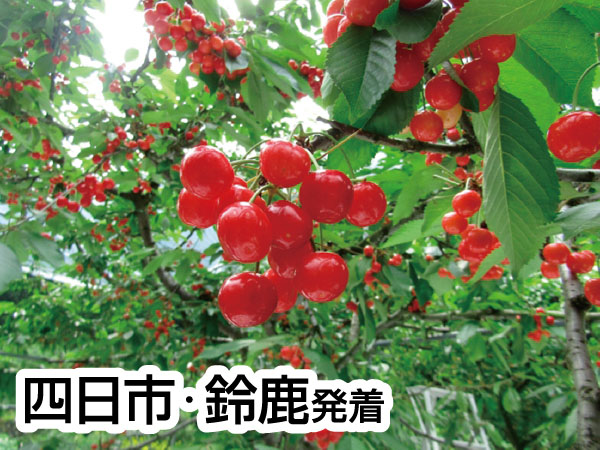 南信州さくらんぼ狩り大作戦(2026)