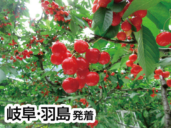 南信州さくらんぼ狩り大作戦(2026)