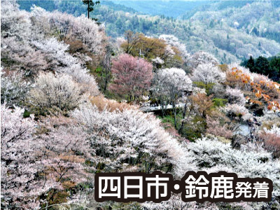 吉野千本桜（2021春）