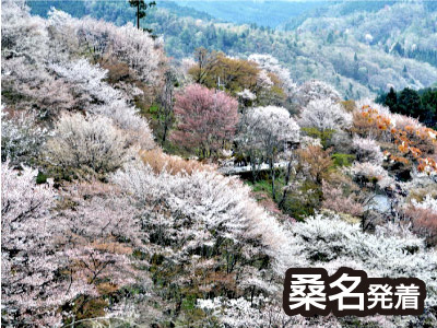 吉野千本桜（2021春）