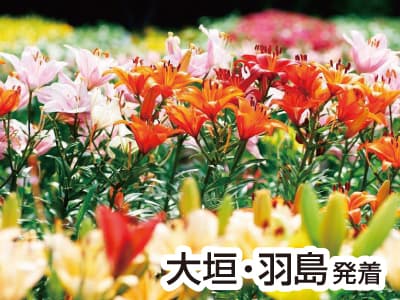丹波・さくらんぼ&メロン3種食べ放題(2023)