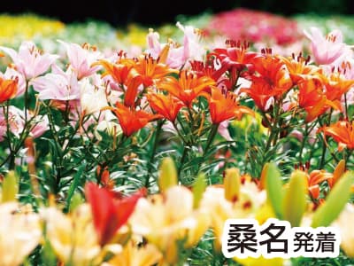 丹波・さくらんぼ&メロン3種食べ放題(2023)