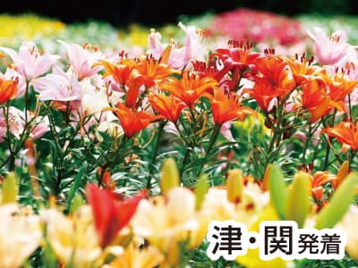 丹波・さくらんぼ&メロン3種食べ放題(2023)