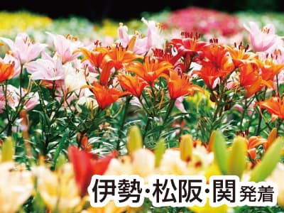 丹波・さくらんぼ&メロン3種食べ放題(2023)