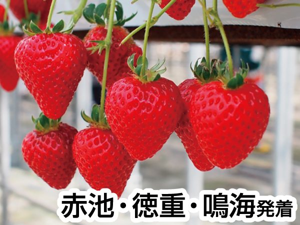 いちご狩りinお伊勢さん(23冬)