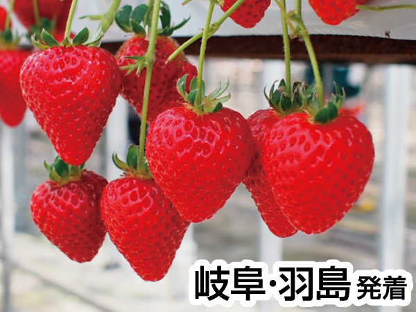 いちご狩りinお伊勢さん(23冬)