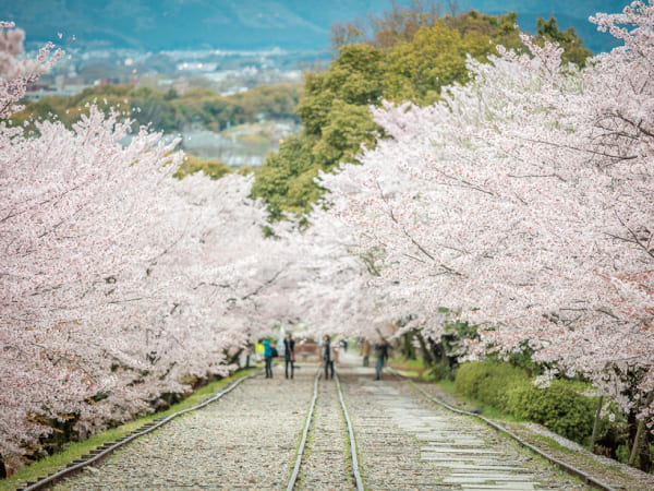 春の嵐山と紅しだれ桜(2024)