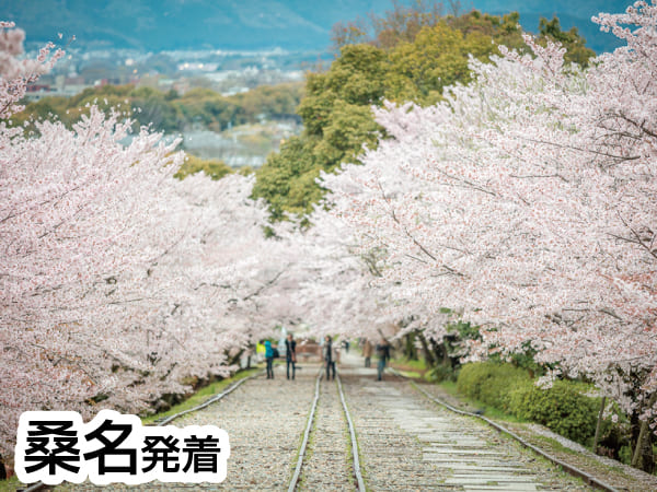 春の嵐山と紅しだれ桜(2024)