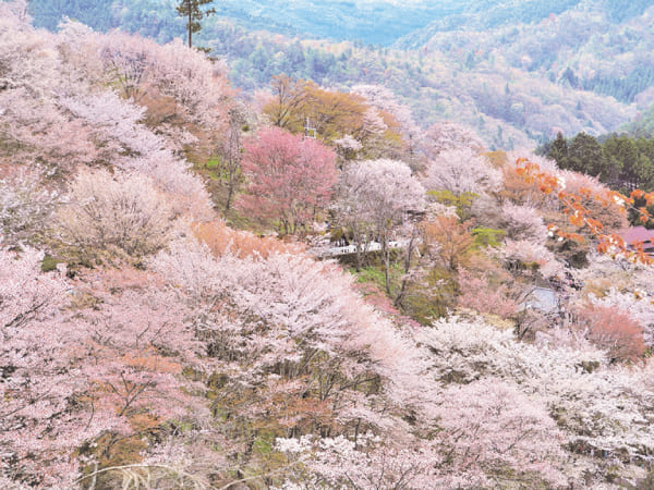 吉野千本桜と滝谷しだれ桜(2024)