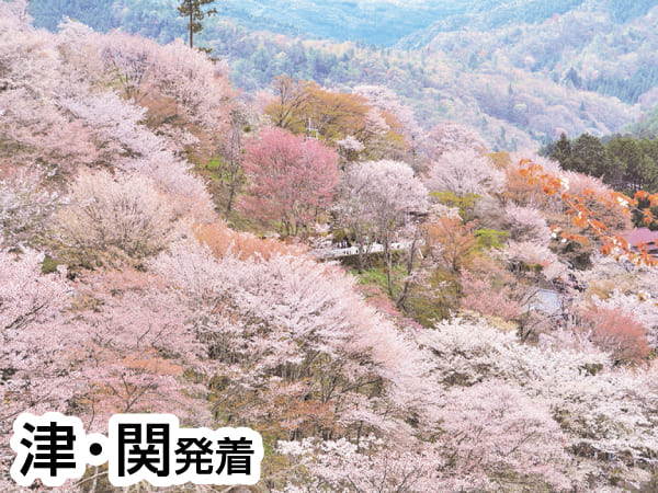 吉野千本桜と滝谷しだれ桜(2024)
