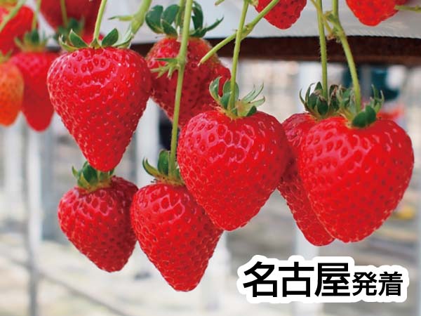いちご狩りinお伊勢さん(2025)