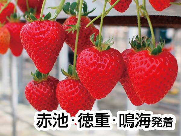 いちご狩りinお伊勢さん(2025)