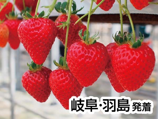 いちご狩りinお伊勢さん(2025)