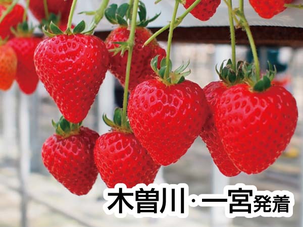 いちご狩りinお伊勢さん(2025)