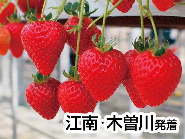 いちご狩りinお伊勢さん(2025)